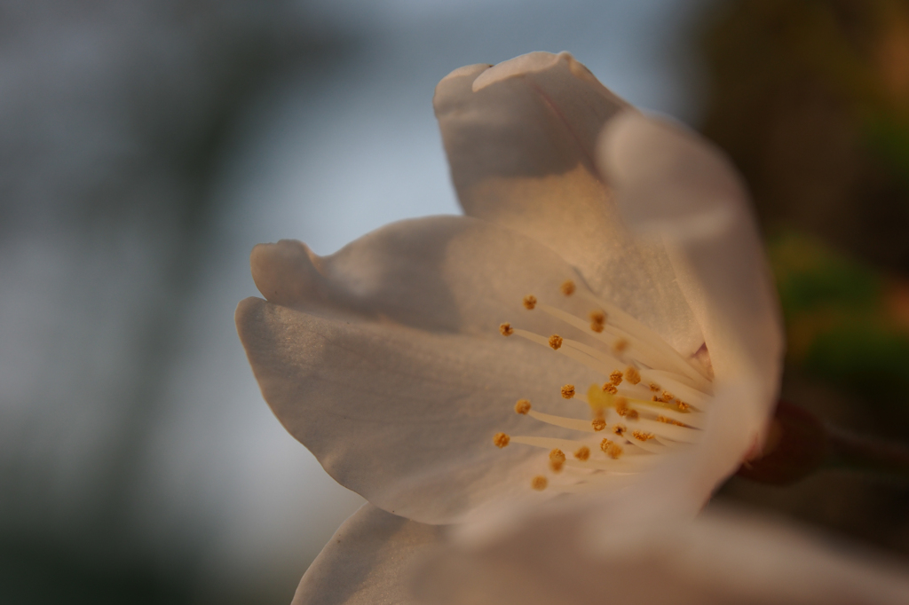 夕焼け桜