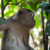Trailing with Monkey