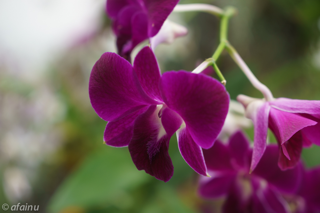 Flower in the Dome