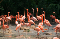 Flamingo Lake