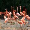 Flamingo Lake