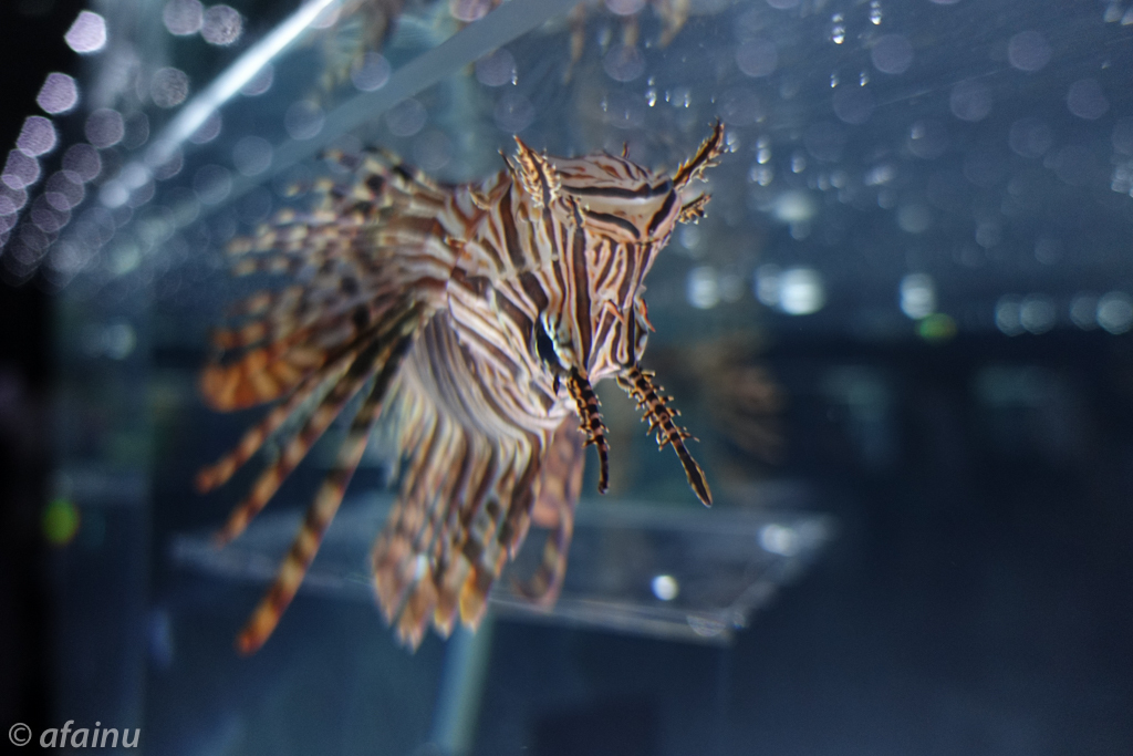キラキラ