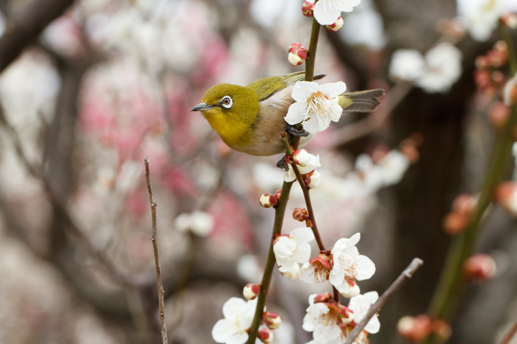 うめじろー