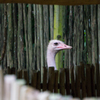 Peeping Ostrich