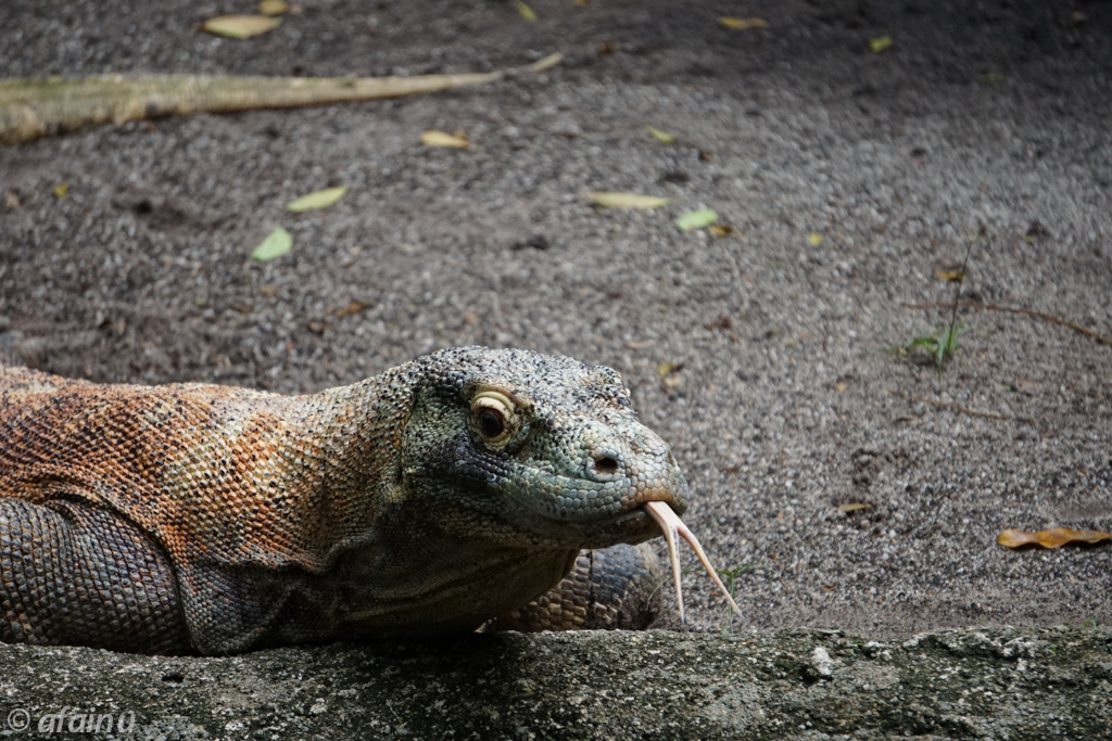 Komodo Dragon