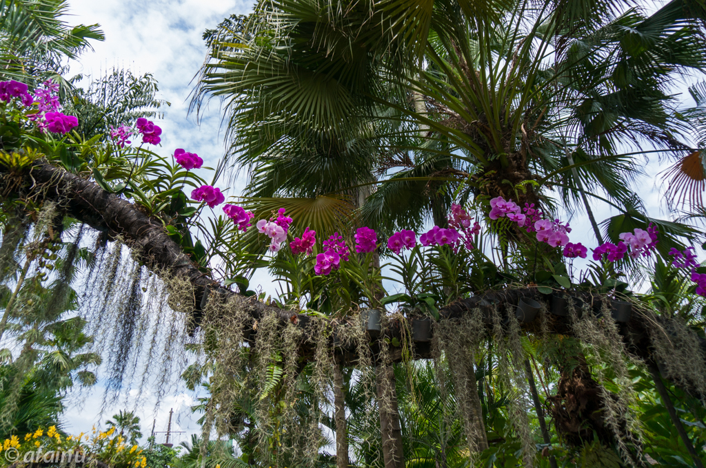 Tropical Flower Line