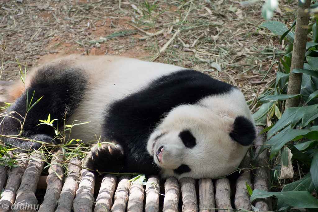 Panda in River Safari