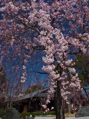 西尾市の枝垂れ桜