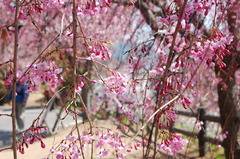 幸田枝垂桜まつり