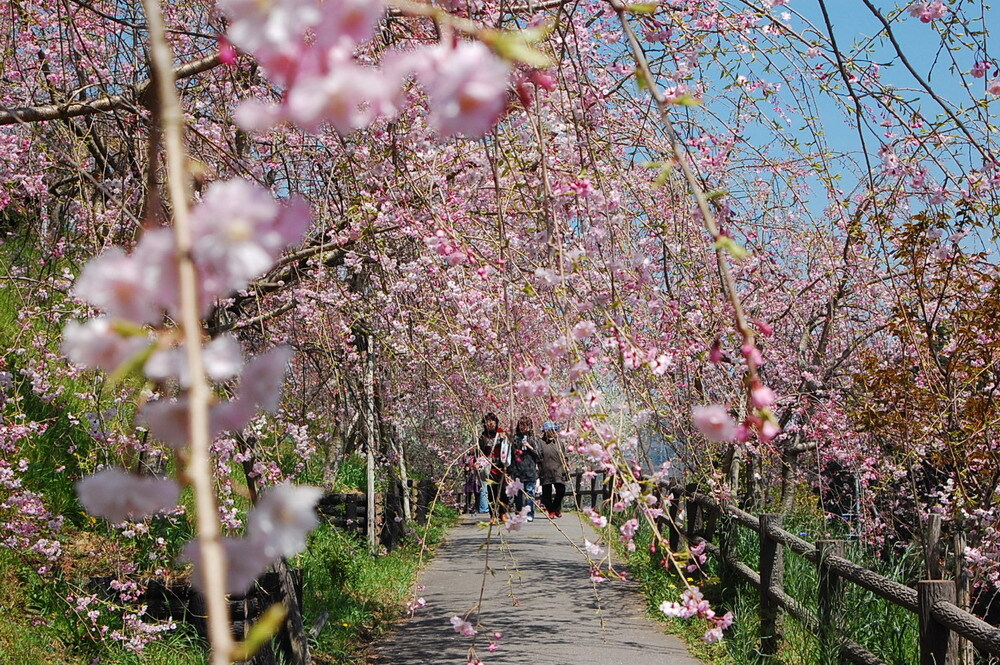 幸田枝垂桜まつり