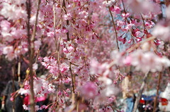 幸田枝垂桜まつり