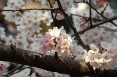 桜まつり　