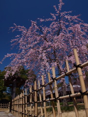 西尾市の枝垂れ桜