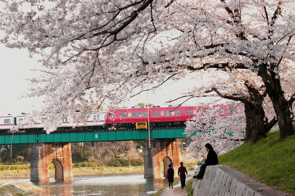 桜まつり　01