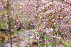 幸田枝垂桜まつり