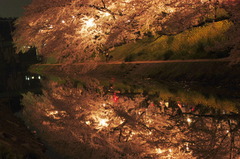 岡崎桜まつり