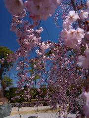 西尾市の枝垂れ桜