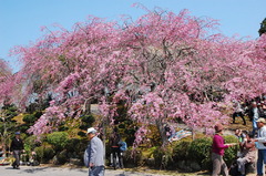 幸田枝垂桜まつり