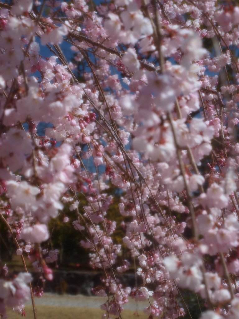 西尾市の枝垂れ桜