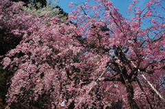 幸田枝垂桜まつり