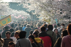 桜まつり　