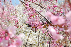 幸田枝垂桜まつり