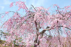 幸田枝垂桜まつり