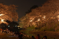 岡崎さくら祭り