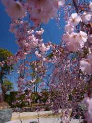 西尾市の枝垂れ桜