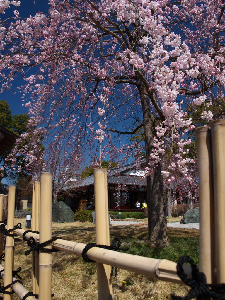 西尾市の枝垂れ桜