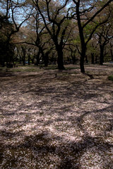 桜のジュウタン