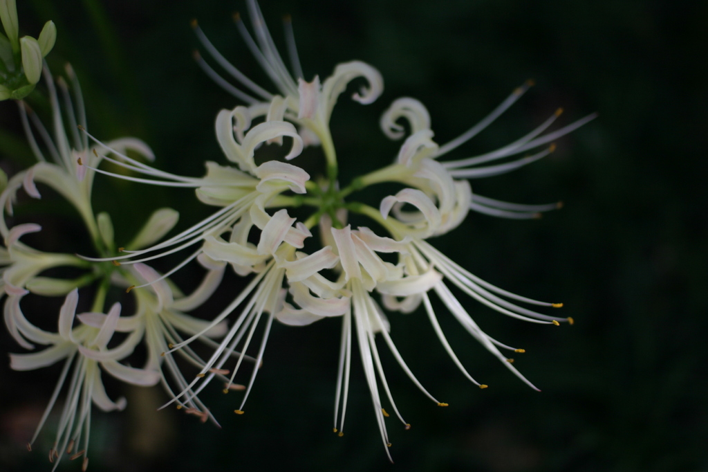 曼珠沙華