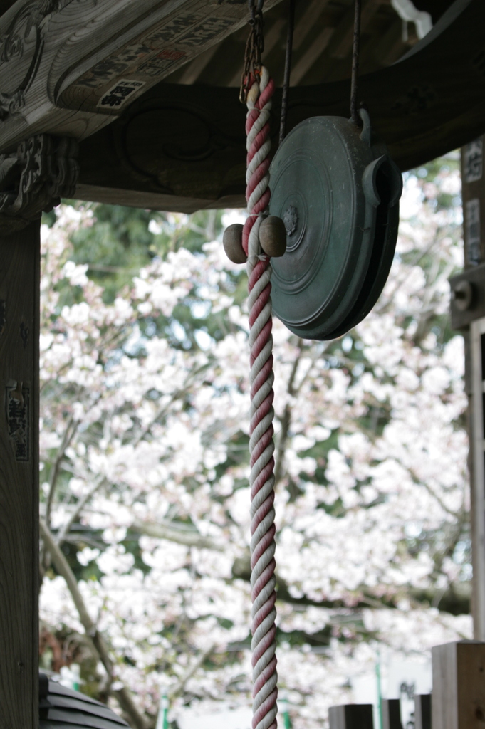 鐘と桜