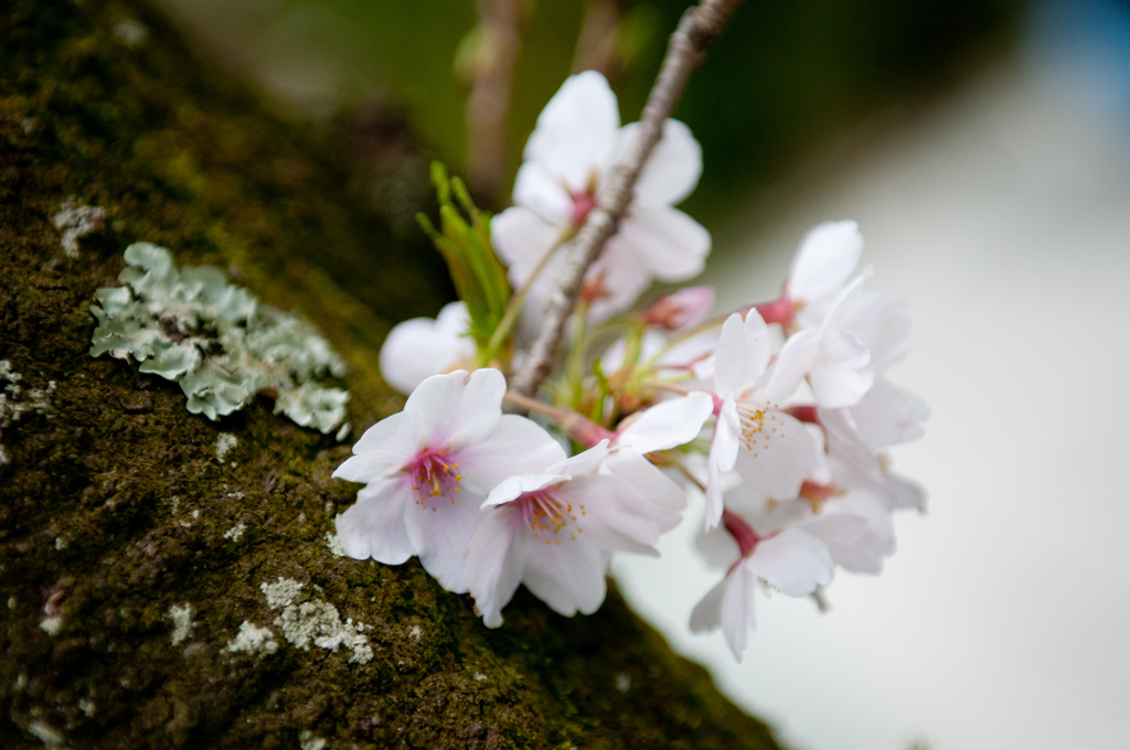 すきまから咲く桜