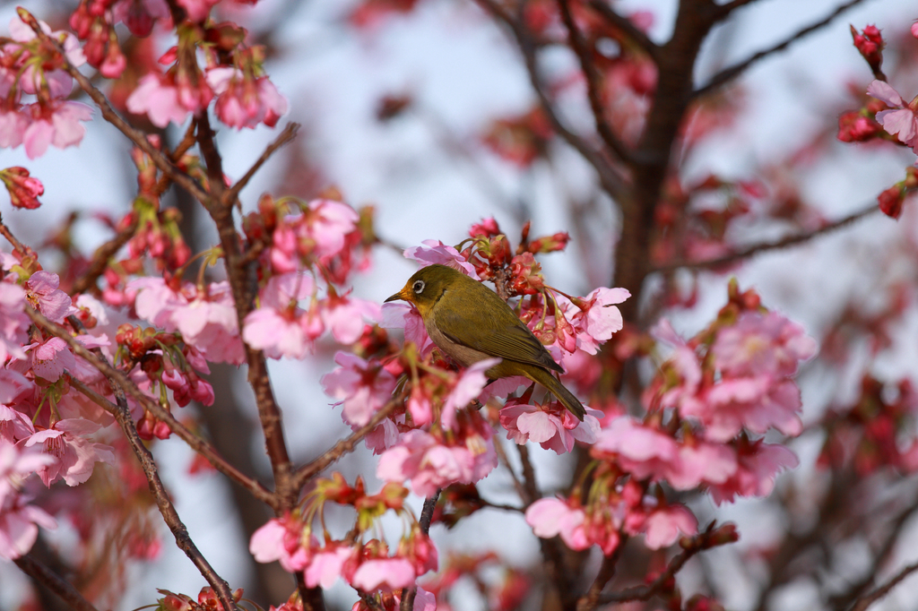 春到来♪