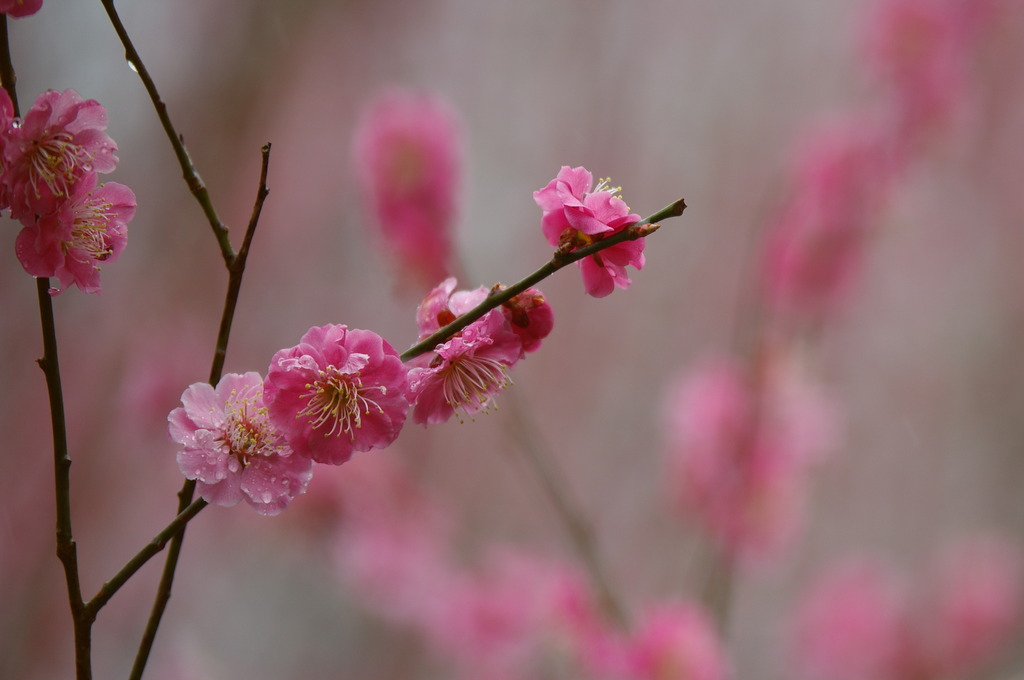 花見山1