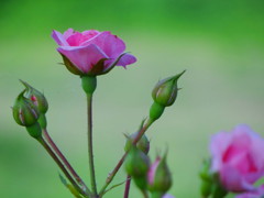 高倍率デジカメ練習中2