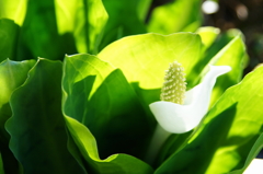 水芭蕉連投　3