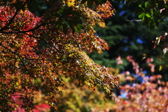 紅葉初挑戦２