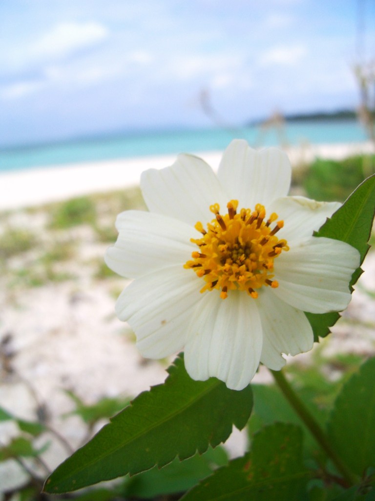 海と花