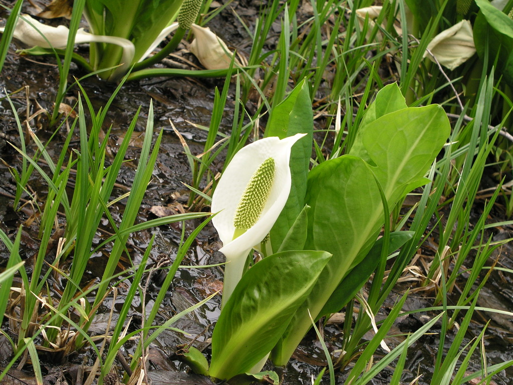 水芭蕉