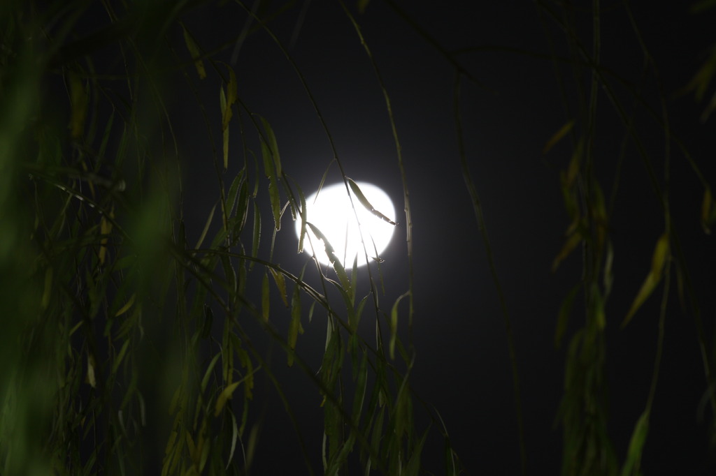 月夜