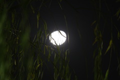 月夜