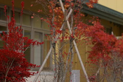 紅葉