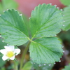 幸せを呼ぶ花。