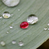 紅葉の水玉