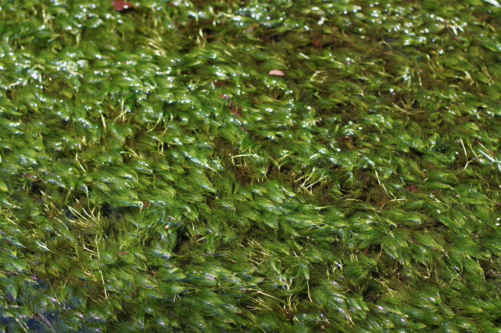 waterweed