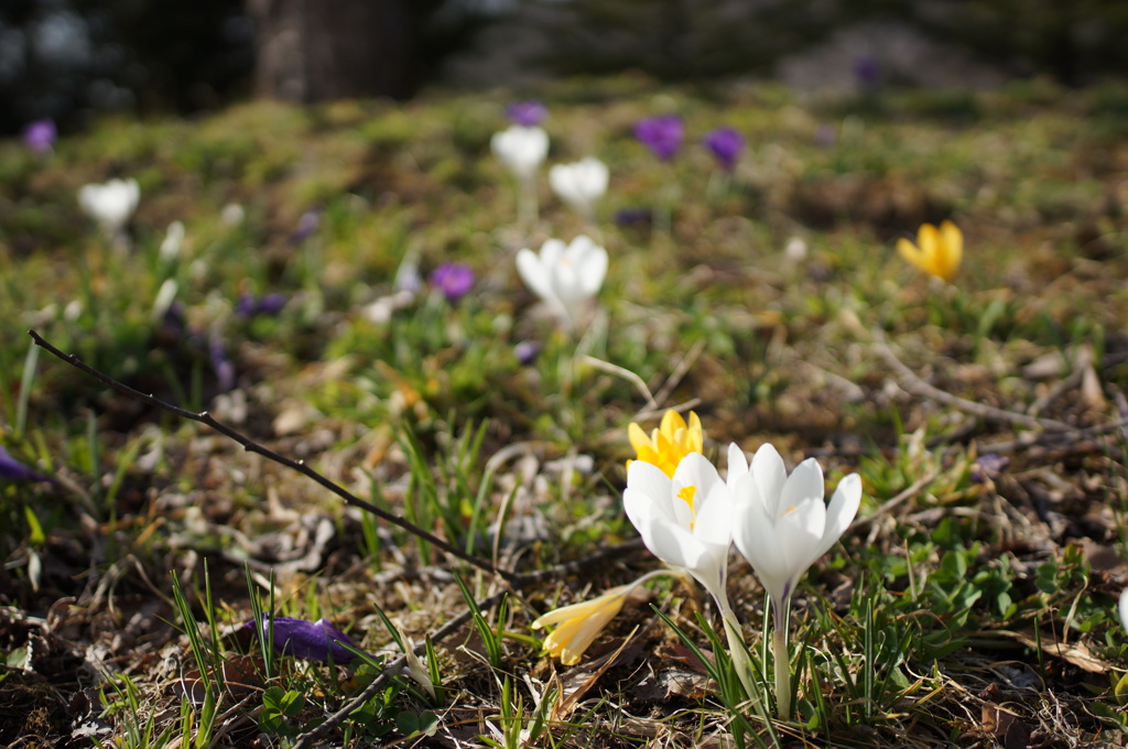 crocus