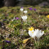 crocus