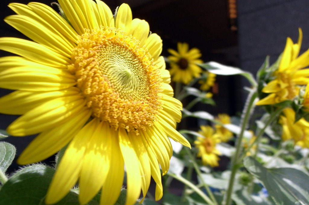early summer yellow